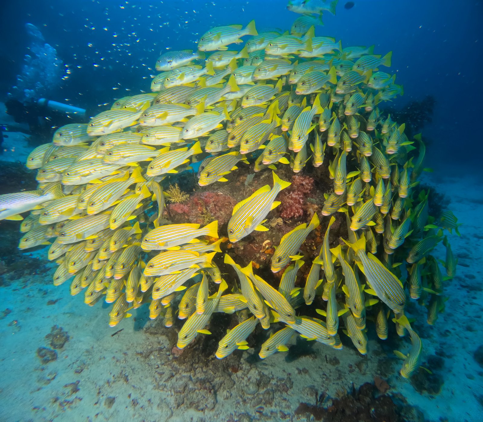 Underwater natural beauty of Raja Ampat