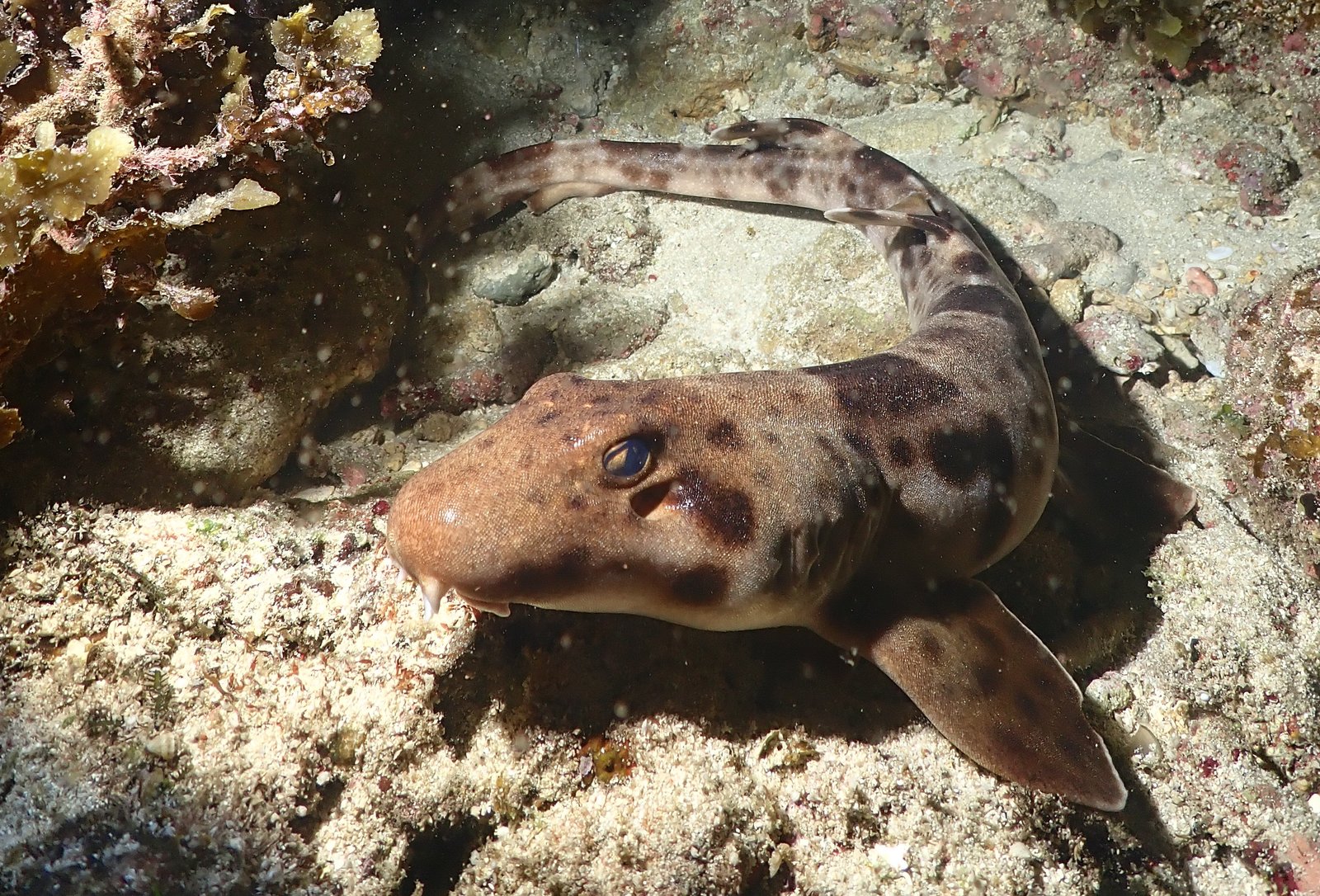 Area III — Dampier Strait