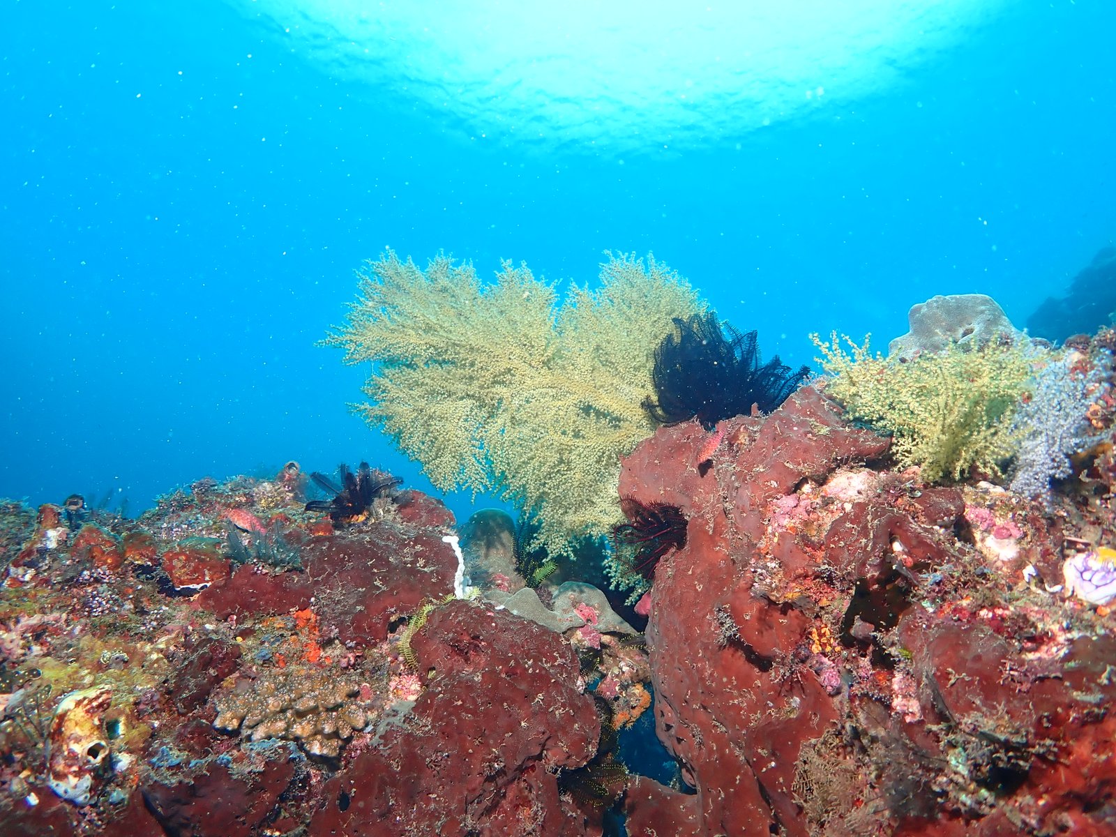 Raja Ampat Background